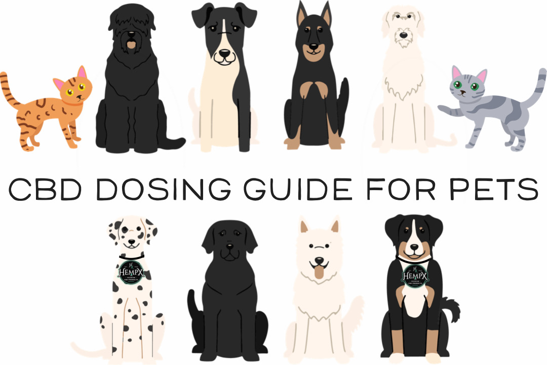 CBD Dosing for Pets