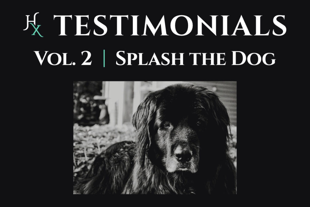 Splash the Dog Testimonial