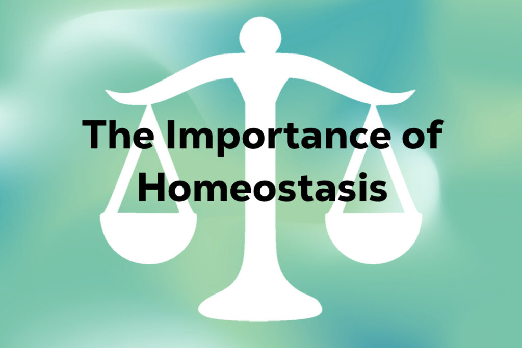 what homeostasis means to a cbd user