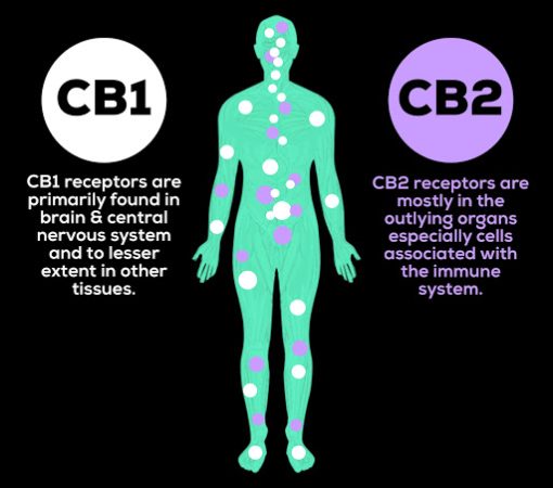 what homeostasis means to a cbd user