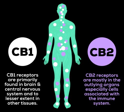 chart of CB1 and CB2 receptors